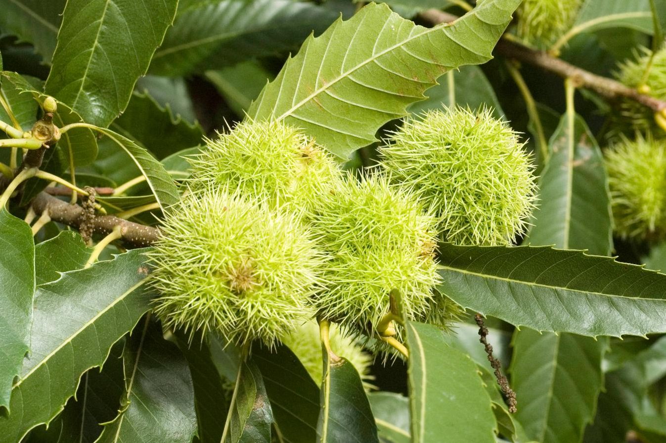 Chinese Chestnut